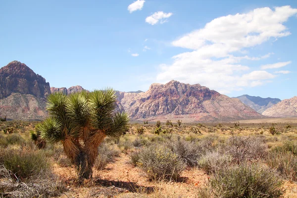 Joshuatræ - Stock-foto