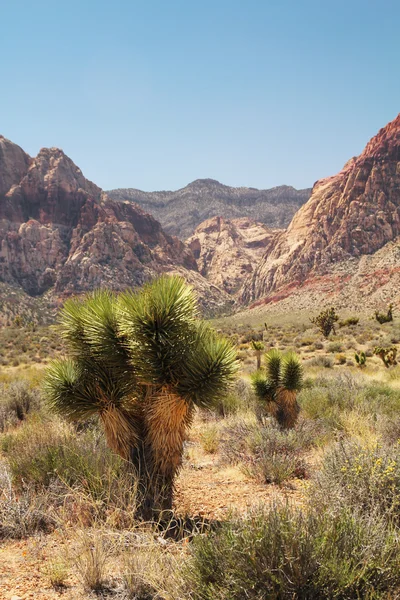 Joshua Tree — Stock fotografie