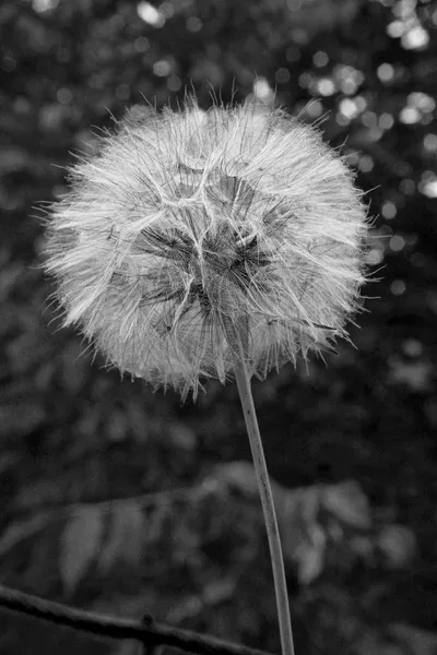 Diente de león — Foto de Stock