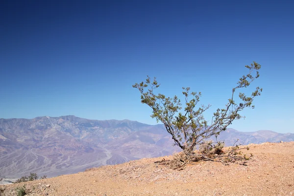 Pequeno arbusto no Vale da Morte — Fotografia de Stock