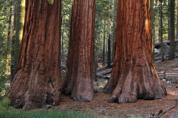 Sequoia — Foto Stock