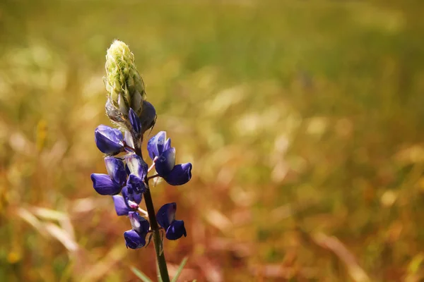 Blauwe lupine — Stockfoto