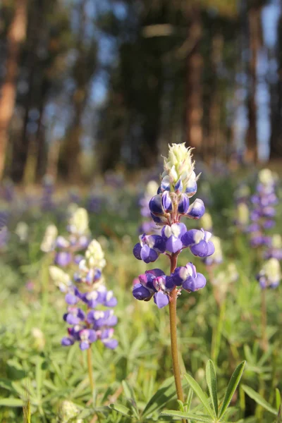 Lupin bleu — Photo