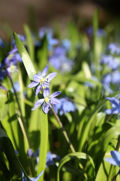Mavi ilkbahar çanları — Stok fotoğraf