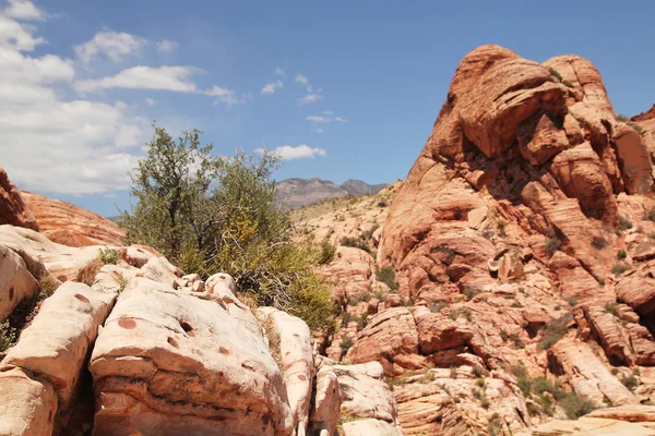 Red rock canyon — Stock Photo, Image