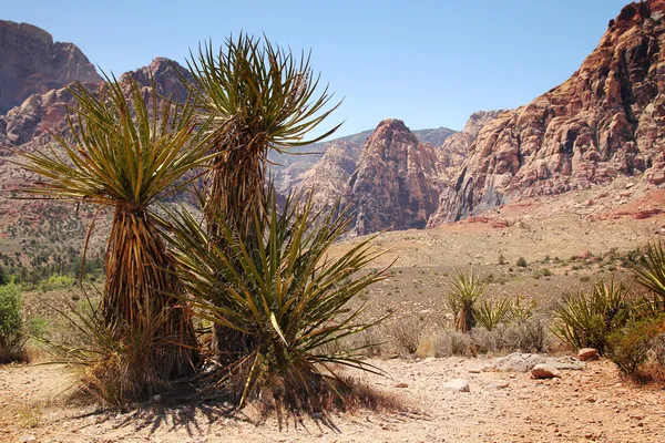 Yucca. — Fotografia de Stock