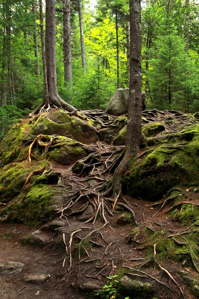 森林景观 — 图库照片