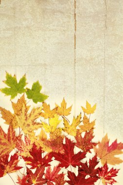 akçaağaç ayrılmak