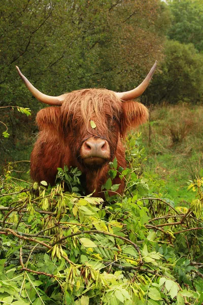 Vaca das terras altas — Fotografia de Stock