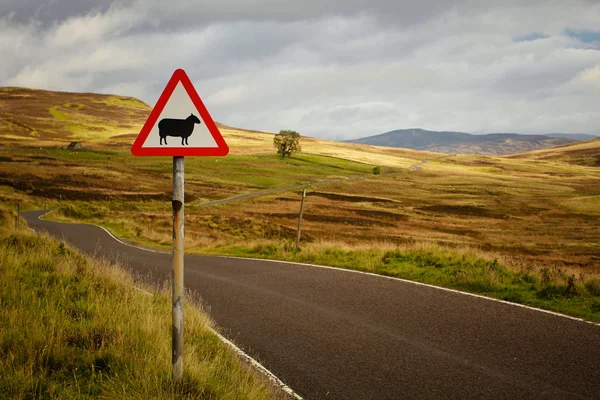 Sheep roadsign — Stock Photo, Image