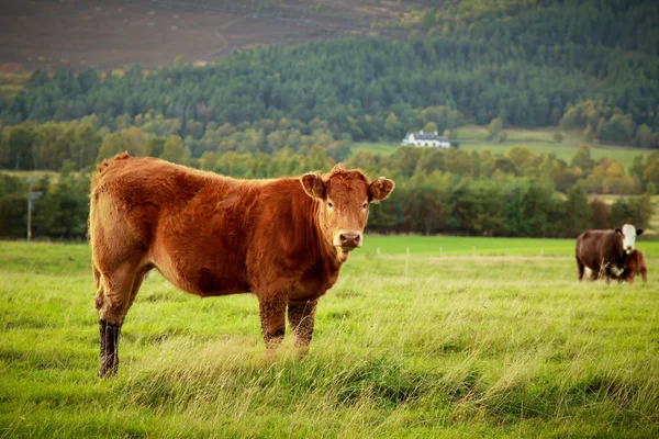 Bruin koe — Stockfoto