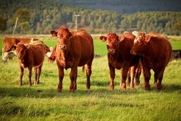 Бурые коровы — стоковое фото
