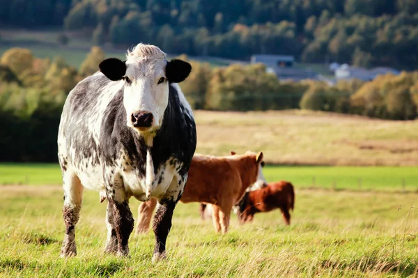 Vaca curiosa — Foto de Stock