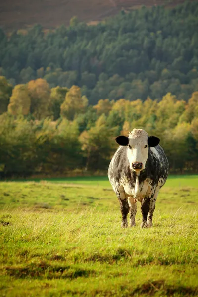 Vaca curiosa — Fotografia de Stock