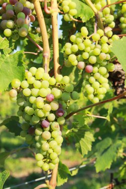 Yeşil üzüm asma