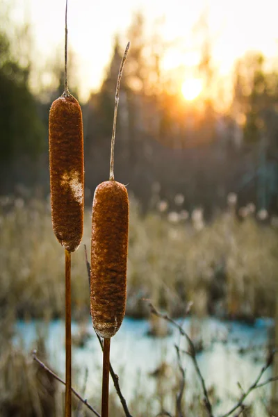 Cattails — Stockfoto