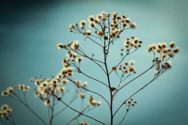 Blommor — Stockfoto