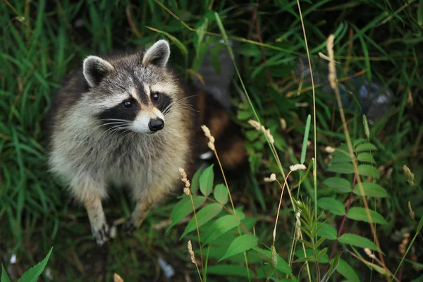 Racoon Royalty Free Stock Photos