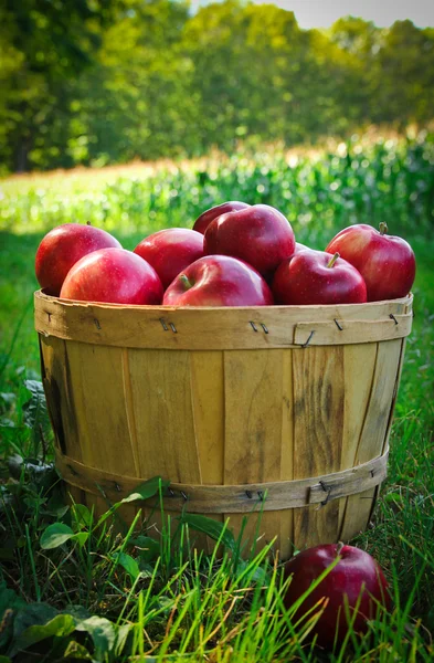 Apples — Stock Photo, Image