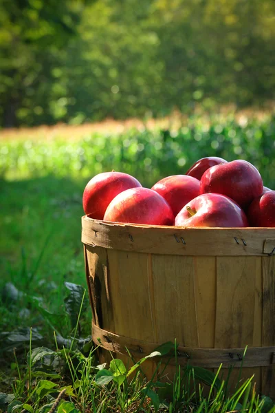 Appels in een mand — Stockfoto