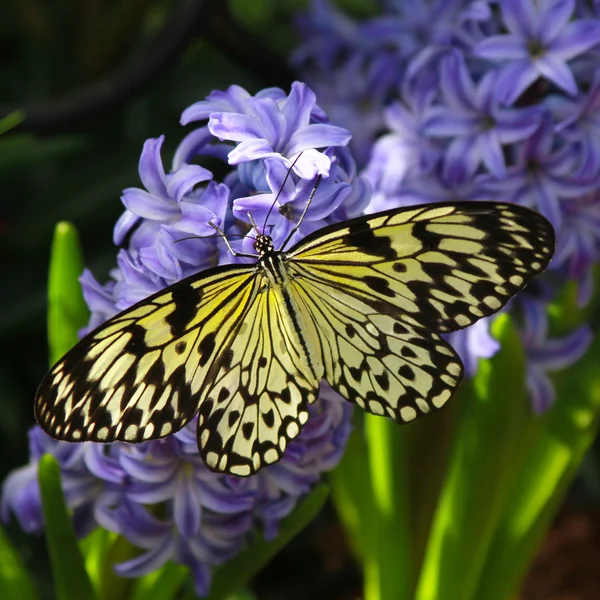 Idee leuconoe vlinder — Stockfoto