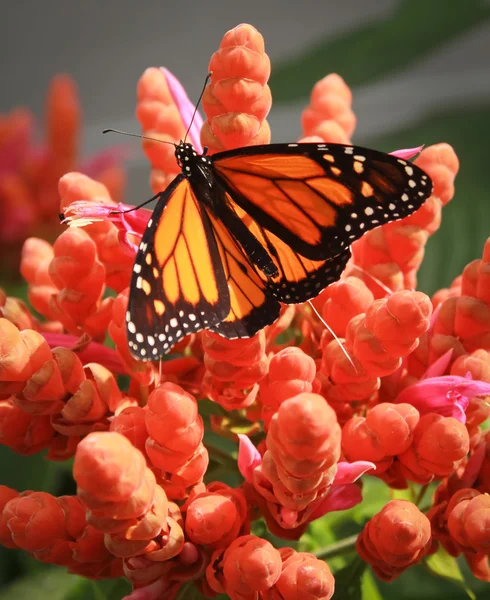 Monarch — Stockfoto