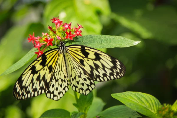 Idee leuconoe vlinder — Stockfoto