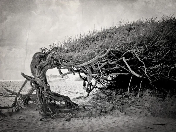Ленивое дерево — стоковое фото