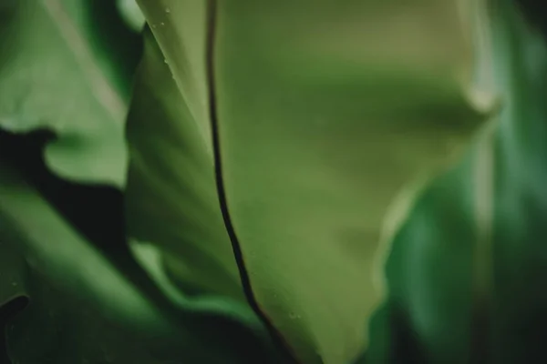 Resumen Naturaleza Fondo Hoja Verde Hermoso Fondo Pantalla — Foto de Stock