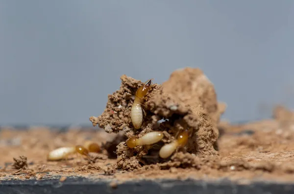Närbild Termiter Äta Trä Termitskador Hus — Stockfoto