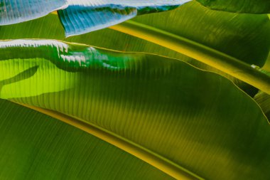 Soyut, doğa yeşil yaprak arkaplan ve güzel duvar kağıdı.