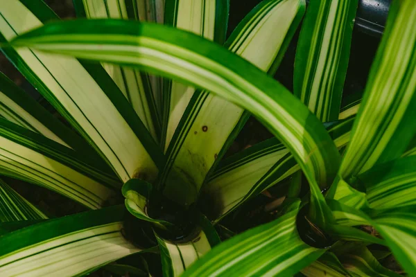 Resumen Naturaleza Fondo Hoja Verde Hermoso Fondo Pantalla — Foto de Stock