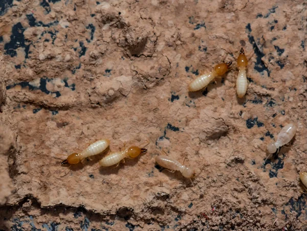 Close Termites Eating Wood Termite Damage House — Stock Photo, Image