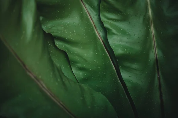 Abstract Natuur Groen Blad Achtergrond Mooi Behang Hoge Kwaliteit — Stockfoto