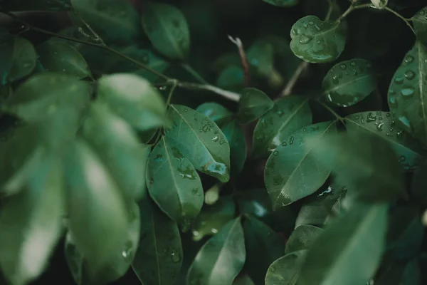 Abstract Natuur Groen Blad Achtergrond Mooi Behang Hoge Kwaliteit — Stockfoto