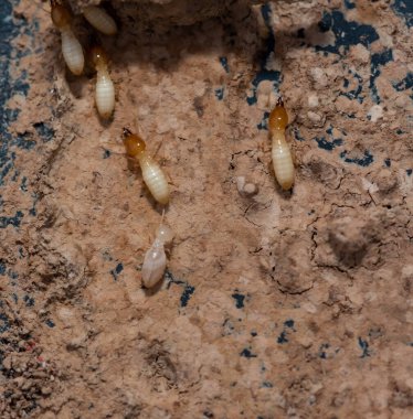 Tahta yiyen termitlere yakın, (Termit hasar evi)