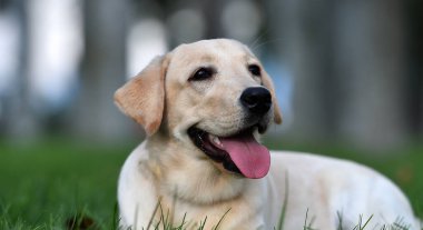 Yeşil tarlada güzel bir labrador av köpeği.