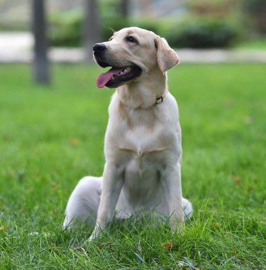 Yeşil tarlada güzel bir labrador av köpeği.