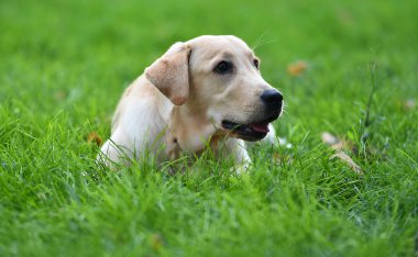 Yeşil tarlada güzel bir labrador av köpeği.