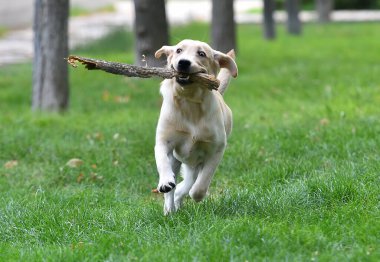 Yeşil tarlada güzel bir labrador av köpeği.