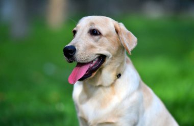 Yeşil tarlada güzel bir labrador av köpeği.