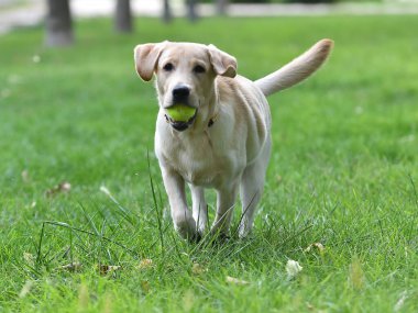 Yeşil tarlada güzel bir labrador av köpeği.