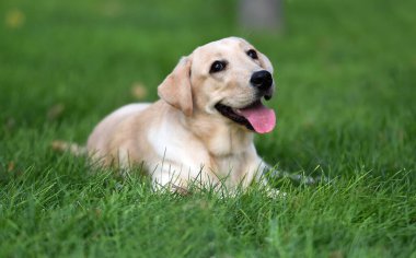 Yeşil tarlada güzel bir labrador av köpeği.