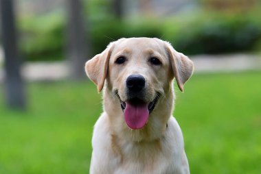 Yeşil tarlada güzel bir labrador av köpeği.