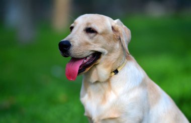 Yeşil tarlada güzel bir labrador av köpeği.