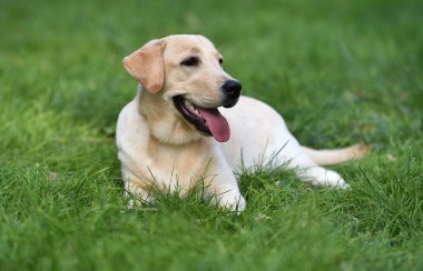 Yeşil tarlada güzel bir labrador av köpeği.