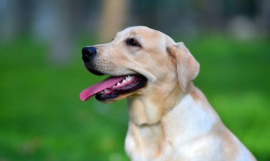 Yeşil tarlada güzel bir labrador av köpeği.