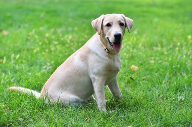 Yeşil tarlada güzel bir labrador av köpeği.