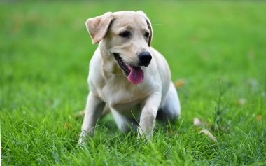 Yeşil tarlada güzel bir labrador av köpeği.
