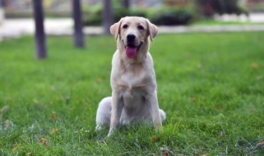 Yeşil tarlada güzel bir labrador av köpeği.